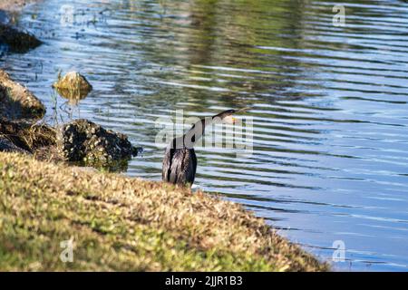 Ein großer Kormoran im Gras am Ufer eines Flusses Stockfoto