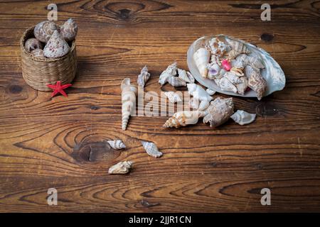 Nahaufnahme verschiedener Muscheln auf einem Holzhintergrund Stockfoto