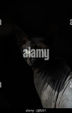 Eine vertikale Nahaufnahme einer grauen Sphynx-Katze auf schwarzem Hintergrund Stockfoto