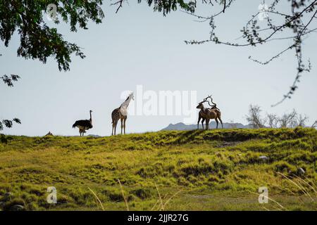 Eine Nahaufnahme von emu und Giraffen auf einem grünen Hügel Stockfoto