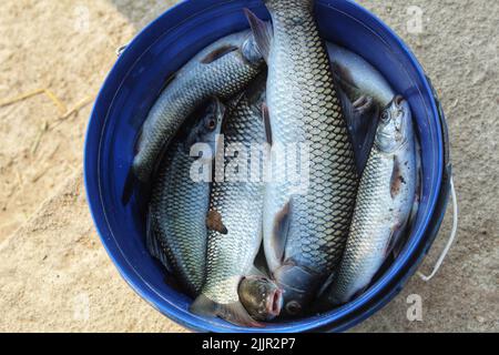 Eine Ansicht von oben Nahaufnahme eines gefangenen Fisches in einem blauen Eimer auf dem Boden Stockfoto