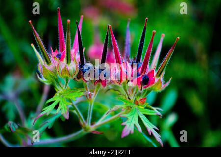 Eine Nahaufnahme der Carolina Geranium (Geranium carolinianum), die auf einem verschwommenen Hintergrund blüht Stockfoto