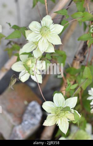 Eine vertikale Aufnahme blühender weißer Clematis-Blumen in einem Garten Stockfoto