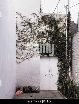 Fassade eines Hauses mit Kletterpflanzen, Efeu an der Wand. Stockfoto