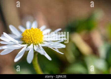 Weiße Gänseblümchen-Blume aus nächster Nähe. Marguerite mit weißen Blütenblättern und einer gelben Mitte. Blumenstillleben, Makro. Stockfoto