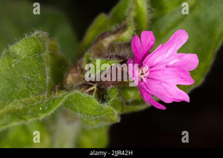 Rosa Blütenblüte mit grünen Samtblättern auf schwarzem Hintergrund. Makrobild Stockfoto