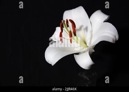 Nahaufnahme der weißen Lilienblüte in einer Glasflasche auf schwarzem Hintergrund Stockfoto