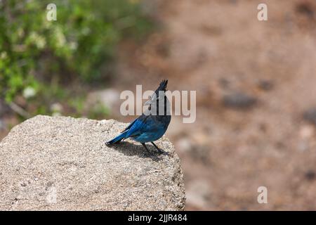 Steller's Jay ist ein jay aus dem westlichen Nordamerika, der eng mit dem blauen jay verwandt ist, der im Rest des Kontinents gefunden wurde Stockfoto