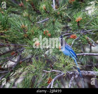 Steller's Jay ist ein jay aus dem westlichen Nordamerika, der eng mit dem blauen jay verwandt ist, der im Rest des Kontinents gefunden wurde Stockfoto