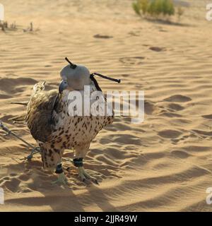 Arabischer Falke während der Jagdausstellung in der Wüste Stockfoto