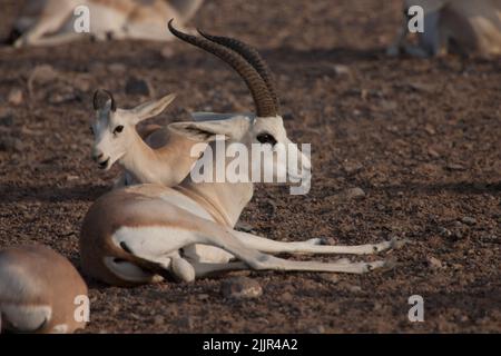 Zwei Geschwisteroryxen erwachen aus dem Schlaf Stockfoto