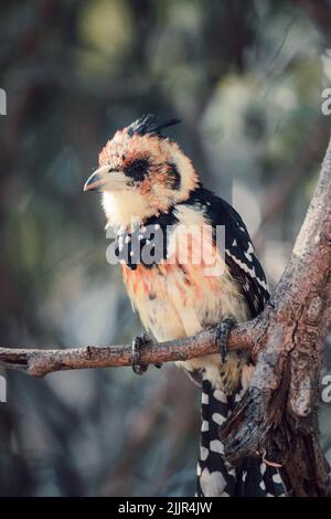 Eine vertikale Nahaufnahme eines ausgerusteten Barbets, der auf einem Baumzweig auf einem verschwommenen Hintergrund thront Stockfoto