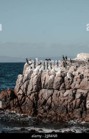 Eine vertikale Aufnahme einer Pelikanschar, die auf einer Klippe am Meer thront Stockfoto