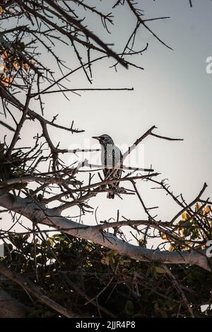 Eine vertikale Aufnahme eines gewöhnlichen Sternvogels, der auf einem Baumzweig thront Stockfoto