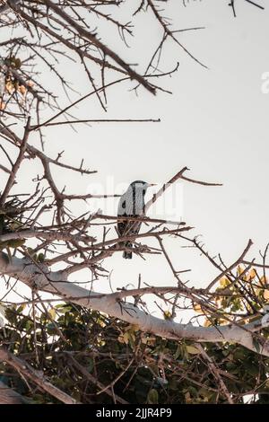 Eine vertikale Aufnahme eines gewöhnlichen Sternvogels, der auf einem Baumzweig thront Stockfoto