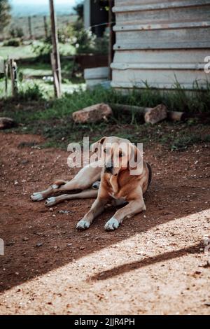 Eine vertikale Aufnahme eines Labrador Retriever, der an einem sonnigen Tag auf dem Boden liegt Stockfoto