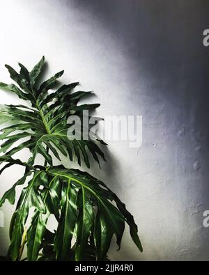 Nahaufnahme der Hand, die ein gesundes Blatt des Philodendron Radiatum im Garten hält. Stockfoto