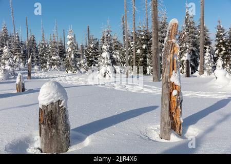 Toter Baum stolpert an einem von Eis und Schnee bedeckten Wanderweg zum Berg Lusen im Nationalpark Bayerischer Wald an einem kalten, aber blauen Himmel sonnigen Tag Stockfoto