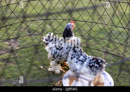 Meliertes schwarz-weißes cochin-Huhn in einem Käfig. Selektiver Fokus Stockfoto