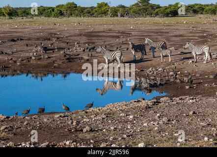 Wasserloch-Szene im Etosha National Park Stockfoto