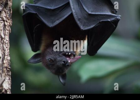 Eine Fledermaus hängt an einem Baum im Zoo Wilhelma in Stuttgart, Bad Cannstatt Stockfoto