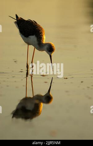 Eine vertikale Aufnahme von Schwarzflügelstelzen (Himantopus himantopus) in Navalmoral, Spanien Stockfoto