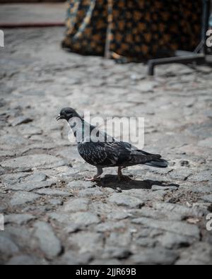 Eine vertikale selektive Fokusaufnahme einer niedlichen schwarzen Taube, die auf dem Bürgersteig läuft Stockfoto