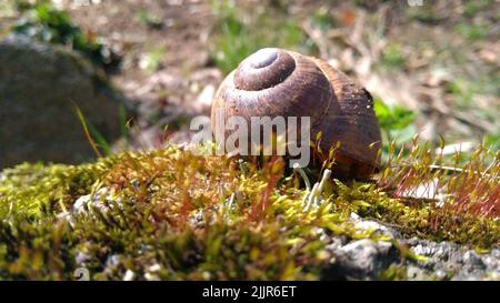 Eine Nahaufnahme einer gestreiften Schnecke, die in hellem Sonnenlicht auf dem Boden kriecht. Stockfoto