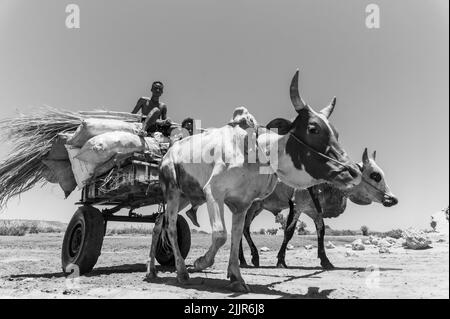 Eine Aufnahme eines Zebu-Karren im Süden Madagaskars in niedrigen Graustufen Stockfoto