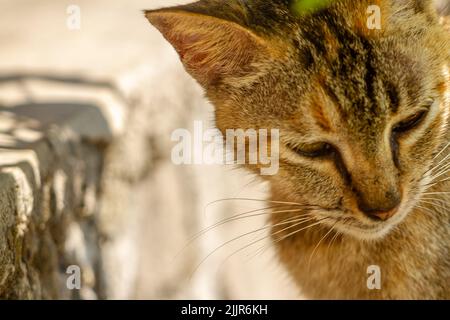 Nahaufnahme Einer Katze mit einer Kombination aus schwarzen, orangen und braunen Farben, ein Haustier, das in der muslimischen Gesellschaft im Trend liegt Stockfoto