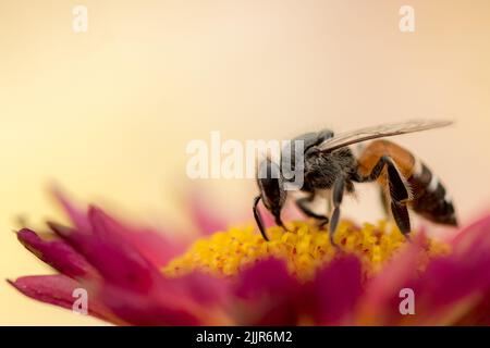 Eine Makroaufnahme einer Biene, die Pollen von einer rosa Blume sammelt Stockfoto