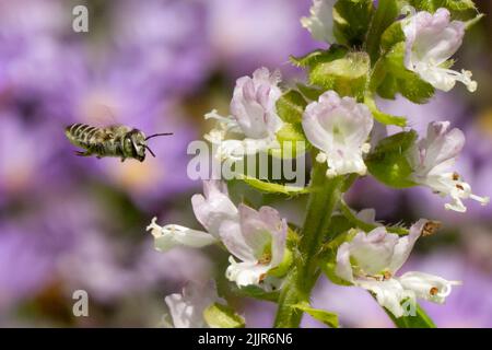 Eine Nahaufnahme einer Biene, die sich dem Schnellbrunnen der Heide (Veronica officinalis) nähert, um Pollen zu sammeln Stockfoto