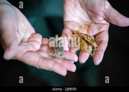 Borkum, Deutschland. 13.. Juli 2022. Die leeren Eier des kleinfleckigen Welshark. Das Borkum North Sea Aquarium züchtet Katzenhaie - jetzt sind die Tiere von der ostfriesischen Insel freigesetzt worden. Quelle: Sina Schuldt/dpa/Alamy Live News Stockfoto