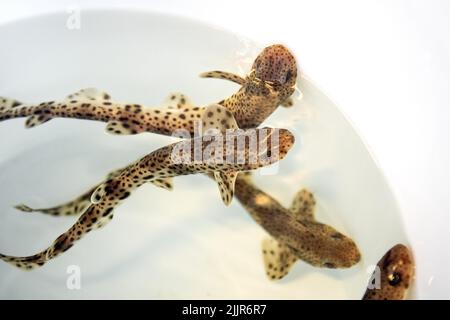 Borkum, Deutschland. 13.. Juli 2022. Kleinfleckige Katzenhaie schwimmen in einem Container, bevor sie freigesetzt werden. Das Borkum North Sea Aquarium züchtet Katzenhaie - jetzt sind die Tiere von der ostfriesischen Insel freigesetzt worden. Quelle: Sina Schuldt/dpa/Alamy Live News Stockfoto