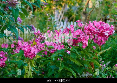 Schöne, helle und rosafarbene Blumen, die im Sommer in einem Garten im Garten wachsen. Hübsche blühende Phlox-Pflanze blüht und blüht in einem Park. Flora und Stockfoto