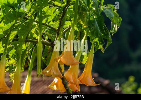 Die blühenden Blüten der Datura Metel Pflanze sind eine Kombination aus Elfenbein und Orange, die im Hof zur Dekoration wächst Stockfoto