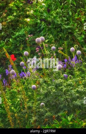 Mein Garten. Im Frühling blühen in einem Garten bunte Blumen und Pflanzen oder Laub. Violet Globe Thistle, Echinops, wächst im Garten auf einem Stockfoto