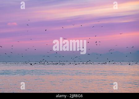 Eine wunderschöne Aussicht auf eine Vogelschar, die während des rosa Sonnenuntergangs über dem Meer fliegt Stockfoto