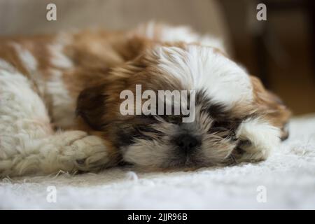 Eine Nahaufnahme eines niedlichen Shih Tzu Welpen, der auf einer Decke schläft Stockfoto