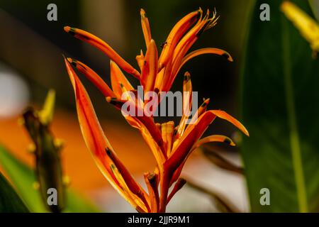 Nahaufnahme von orangefarbenen Sittichblüten, unscharfes grünes Laub im Hintergrund Stockfoto