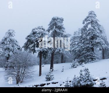 Ein schöner Blick auf die immergrünen hohen, schneebedeckten Bäume auf den Hügeln im Wald Stockfoto