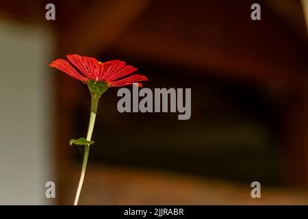 Die Blume der blühenden Zinnia-Pflanze hat rosa Blütenblätter mit gelben Strichen, isoliert auf einem verschwommenen Hintergrund Stockfoto