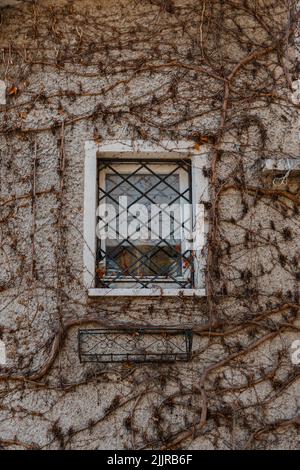 Eine vertikale Aufnahme des Fensters an der Wand mit getrockneten Kletterblumen Stockfoto
