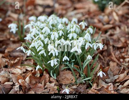 Blumen und Pflanzen wachsen in einem Wald zwischen Herbstblättern. Im ruhigen Park können Sie die Glockenform von Schneeglöckchen und grünen Blättern sehen. Beruhigende Natur in Stockfoto