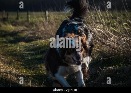 Der Blick auf die niedlichen Australian Shepherds, die unter den Abendstrahlen der Sonne über das Feld laufen. Stockfoto