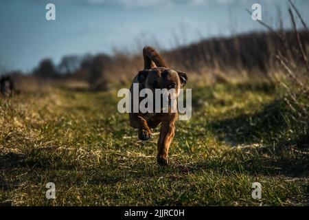 Eine Nahaufnahme eines niedlichen Staffordshire Bullterrier, der unter den Abendstrahlen der Sonne über ein Feld läuft Stockfoto