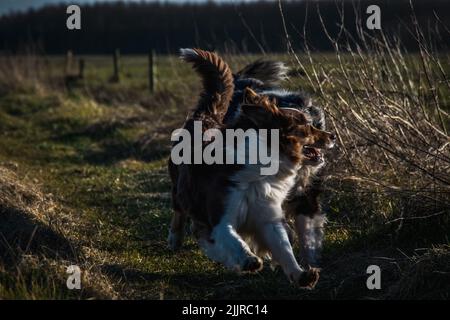 Der Blick auf die niedlichen Australian Shepherds, die unter den Abendstrahlen der Sonne über das Feld laufen. Stockfoto