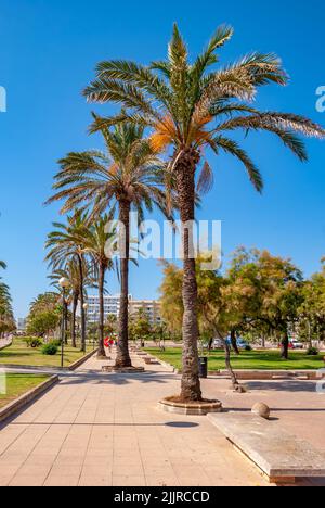 Die Reihen von Dattelpalmen im Park auf Mallorca, Spanien Stockfoto