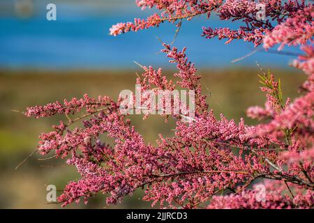 Eine flache Fokusaufnahme eines Tamarisken-Baumes mit vier Staubgefäßen im Garten Stockfoto