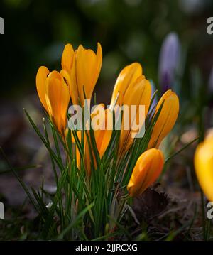 Wunderschöne, bunte Frühlingsblumen wachsen in einer natürlichen Gartenlandschaft draußen. Nahaufnahme einer frischen orangenen Schnee-Krokusblüte inmitten von grünem Gras Stockfoto